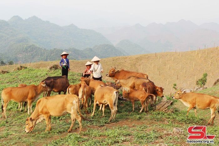 Nhân dân xã Mường Lèo phát triển nuôi gia súc.