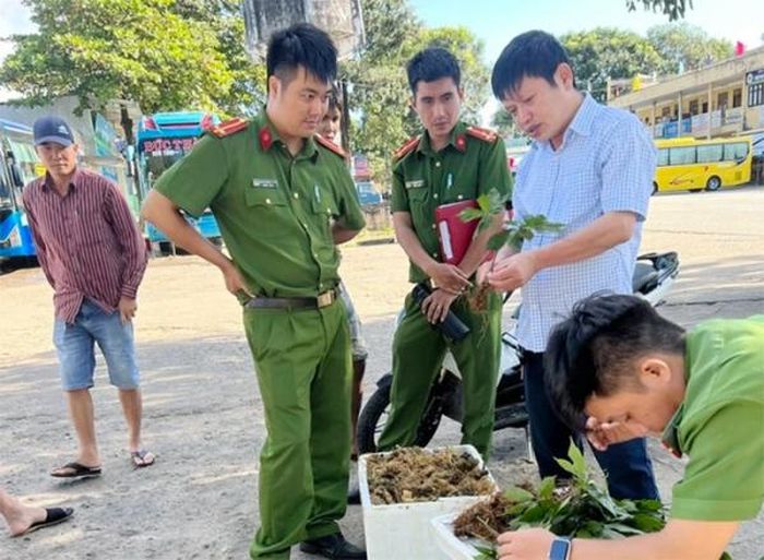 Lực lượng chức năng phát hiện, thu giữ lô sâm Ngọc Linh giả tại Kon Tum.