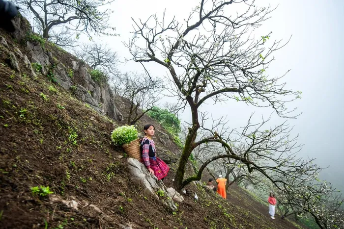  Du khách say mê trước những rừng mận nở trắng, mơ màng trong sớm tinh mơ với sương mù giăng giăng. 