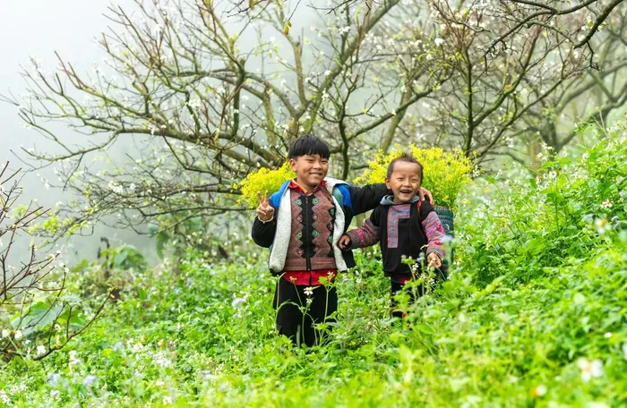  Đây cũng là thời điểm những đứa trẻ ở bản Giốc, Nông trường Mộc Châu gùi hoa cải vàng ở vườn mận nở trắng xóa đón các đoàn khách tham quan, trải nghiệm ghé qua chụp ảnh check in, sống ảo. 