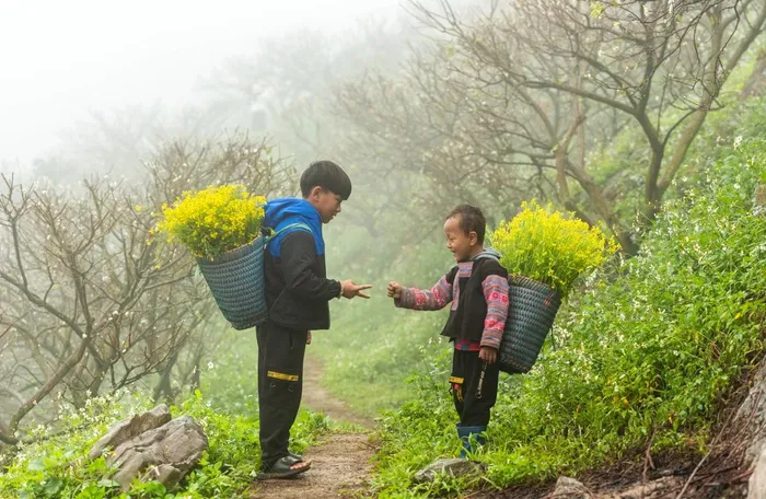 Những ngày cuối năm 2023, ở Nông trường Mộc Châu (Sơn La), du khách ưa khám phá, trải nghiệm lại tìm về nơi đây ngắm hoa mận, cải vàng trong giá lạnh mùa Đông.