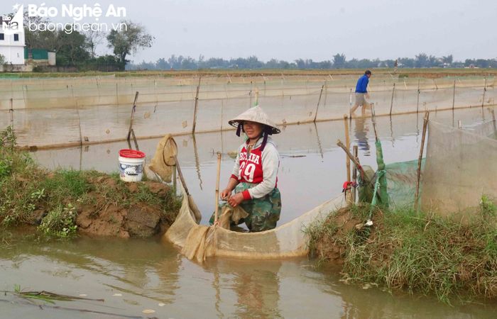  Những thửa ruộng gần bờ sông, gần các con mương, nước ra vào dễ dàng khá thuận lợi cho việc săn bắt rươi. Khi nước thủy triều rút, bà con chỉ việc đứng chờ ở cửa ruộng, đổ trủ, lấy rươi. Ảnh: Huy Thư 