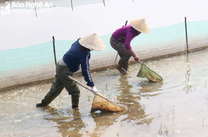  Mặc dù mỗi thửa ruộng, người dân đều mở 1 cửa trủ để hứng rươi, nhưng bà con vẫn tranh thủ cầm vợt vớt từng con rươi trên ruộng, trên mương, tránh thất thoát. Ảnh: Huy Thư 