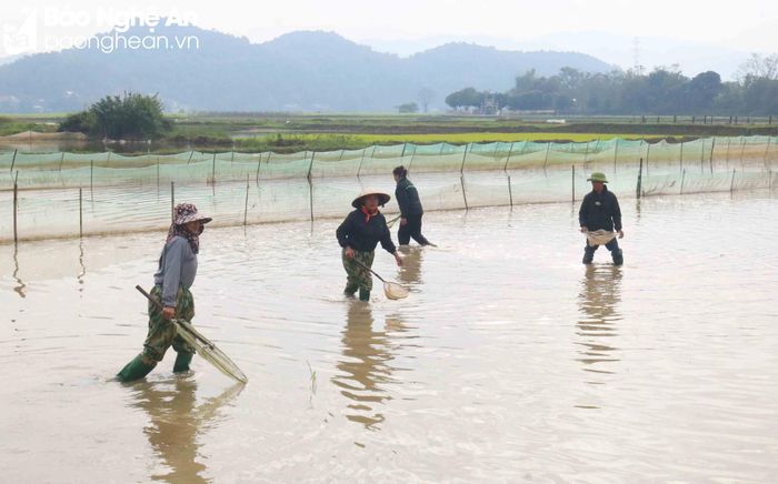  Dịp trăng tròn này, thời điểm nước thủy triều trên ruộng vào các ngày 15, 16/11 âm lịch bắt đầu rút khoảng 6 - 8h sáng, thời gian bắt rươi kéo dài tận trưa. Ảnh: Huy Thư 
