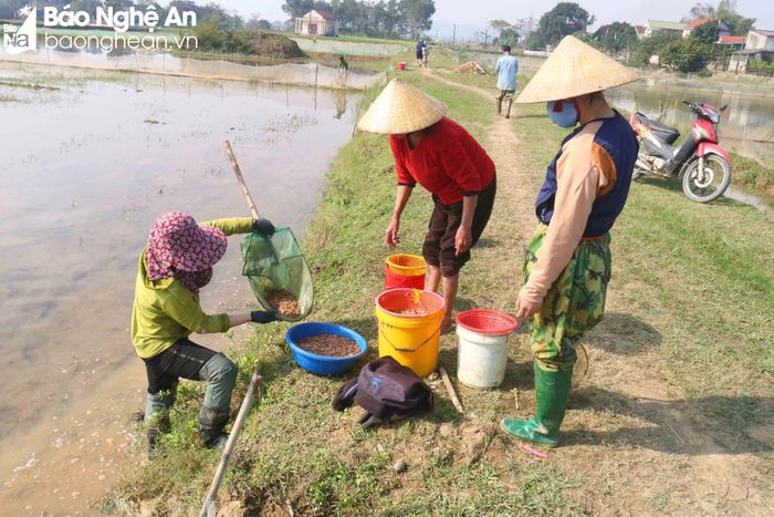  Chị Nguyễn Thị Lịnh, xóm Phú Xuân, xã Châu Nhân có hơn 1 mẫu ruộng rươi, mỗi năm thu hoạch gần 2 tạ rươi. Ngoài bán cho lái buôn tại ruộng, mỗi mùa chị còn để lại vài yến để làm mắm rươi bán vào dịp Tết Nguyên đán. Với giá thu mua 400 nghìn đồng/kg, rươi đã và đang đem lại nguồn thu nhập khá cho bà con nông dân nơi đây. Ảnh: Huy Thư 