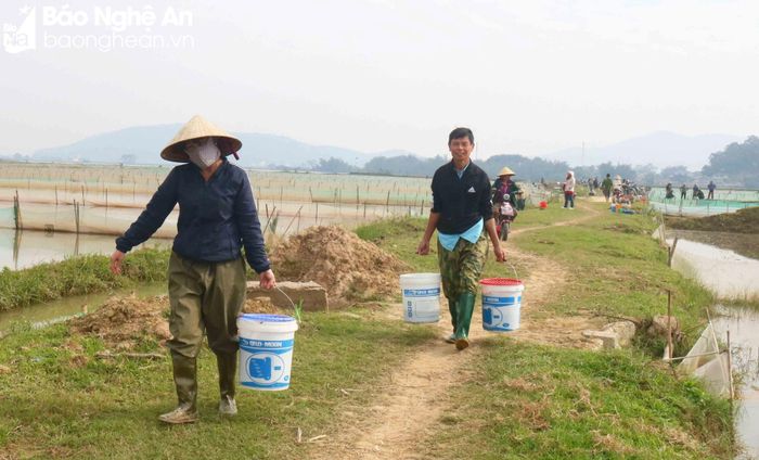  Ông Cao Ngọc Thành (73 tuổi) ở xóm Phú Xuân, xã Châu Nhân phấn khởi chia sẻ: Nhà ông làm 5 sào ruộng rươi, 2 đợt rươi nổi vào giữa tháng 10 và đầu tháng 11 âm lịch, bắt được 7 yến, đợt này được vài yến nữa, tổng cộng được gần 1 tạ. "Ruộng nhà tôi năm nay bội thu rươi hơn năm ngoái" - ông Thành cho biết. Ảnh: Huy Thư 