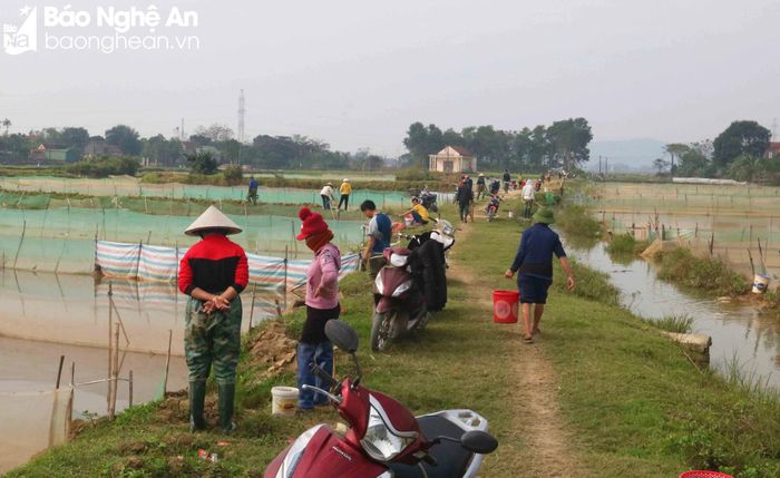  Thời điểm rươi nổi lên mặt ruộng nhiều nhất cũng là lúc các cánh đồng nhộn nhịp người săn rươi nhất. Một số hộ dân neo người phải nhờ anh em bà con đến hỗ trợ để canh rươi, đổ rươi, vận chuyển rươi về nhà. Ảnh: Huy Thư 