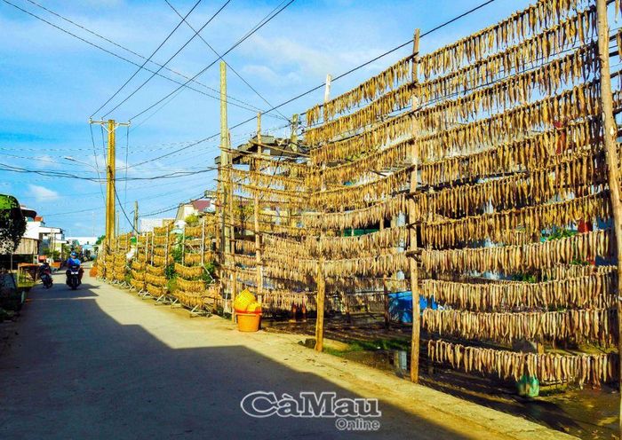 Hình ảnh rất quen thuộc, đặc trưng ở làng cá khô khoai Cái Đôi Vàm.