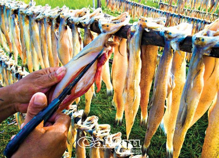 Khi làm cá khô khoai đại (size to nhất), phải cắt bỏ bụng để cá không bị bủng, ảnh hưởng đến chất lượng.
