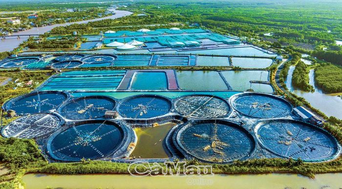 Mô hình nuôi tôm phát triển mạnh. (Trong ảnh: Cánh đồng tôm siêu thâm canh ở xã Tân Ân).
