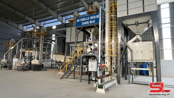 Dây chuyền sấy động hạt cà phê.