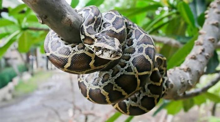 Trăn cỡ lớn có khả năng siết chết người. Ảnh: Lunatic, Dreamstime.