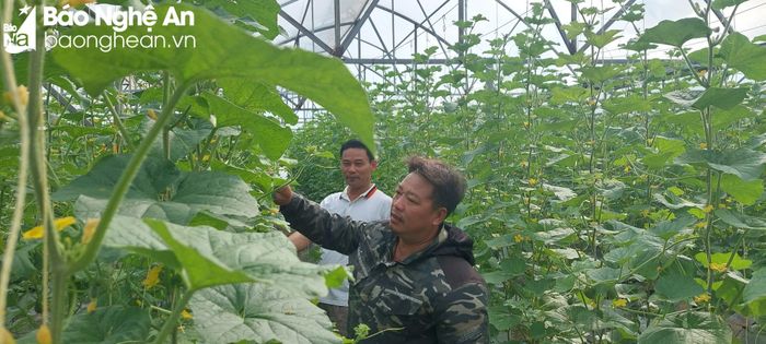  Nông dân xã Diễn Hải tích cực ứng dụng công nghệ cao vào sản xuất nông nghiệp. Ảnh: Mai Giang 