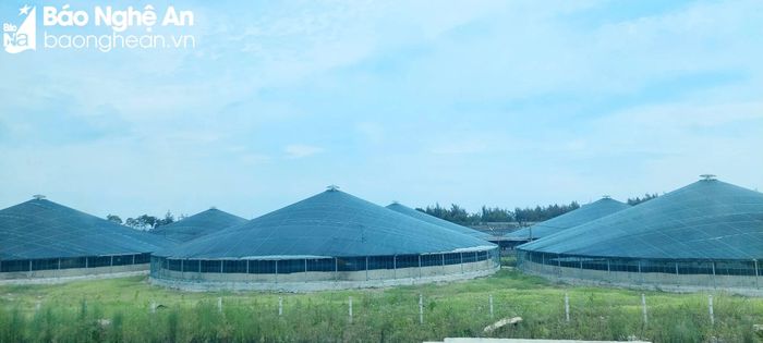  Mô hình nuôi tôm bể nổi cho thu nhập cao tại xã Diễn Kim. Ảnh: Mai Giang 