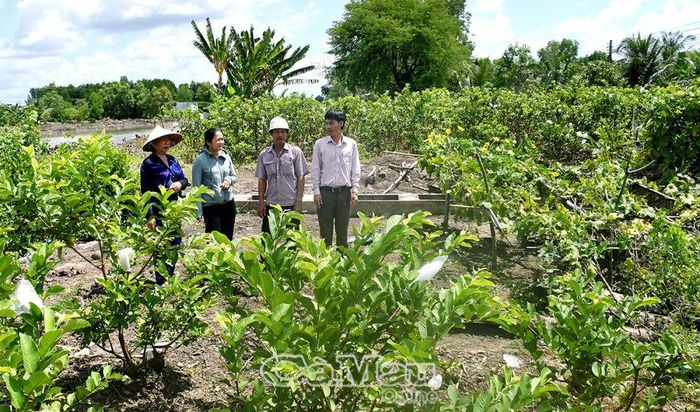 Mạnh dạn chuyển đổi cây trồng, vật nuôi, gia đình ông Nguyễn Hùng Vĩnh trồng hiệu quả 500 cây ổi trên vùng đất mặn xã Tạ An Khương Nam, huyện Đầm Dơi.