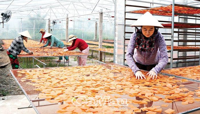 Chương trình Mỗi xã một sản phẩm (OCOP) mang lại hiệu quả tích cực, các sản phẩm lợi thế của tỉnh được nâng tầm, mang lại giá trị và tăng thu nhập cho người dân. (Trong ảnh: Sản phẩm bánh phồng tôm của Công ty TNHH sản xuất thương mại, dịch vụ Kiên Cường (xã Hàng Vịnh, huyện Năm Căn) vừa được nâng hạng 4 sao).