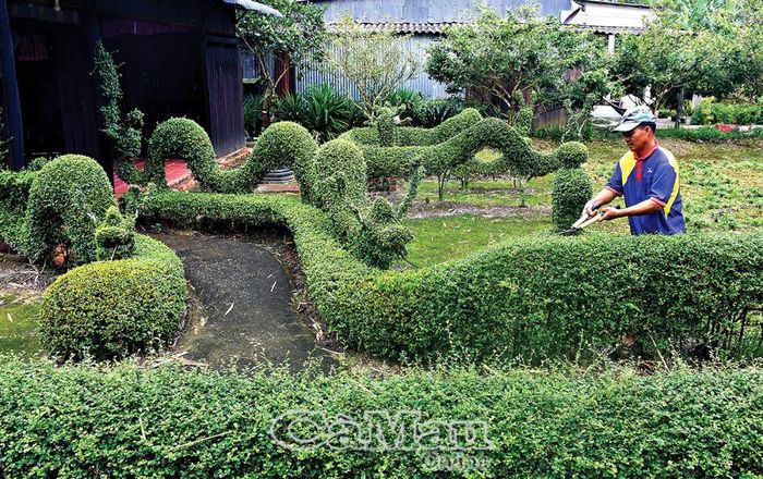 Người dân phát huy vai trò chủ thể, góp sức xây dựng NTM. (Trong ảnh: Ông Nguyễn Thanh Tùng (xã Trần Hợi, huyện Trần Văn Thời) hơn 7 năm trồng hàng rào bằng cây bùm sụm, uốn tỉa thành hình các linh vật độc đáo).