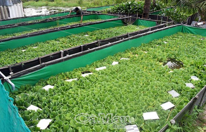 Nông dân Cà Mau cần cù, sáng tạo, áp dụng nhiều mô hình kinh tế mới mang lại thu nhập cao. Ảnh: Mô hình nuôi lươn sinh sản, tạo ra nguồn con giống chất lượng của gia đình ông Trần Công Lý ở xã Tân Lộc, huyện Thới Bình.