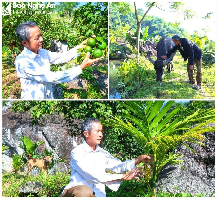  Trang trại trên vùng đất khó mang lại nguồn thu nhập ổn định cho gia đình ông La Văn Hóa. Ảnh: Đình Tuyên 