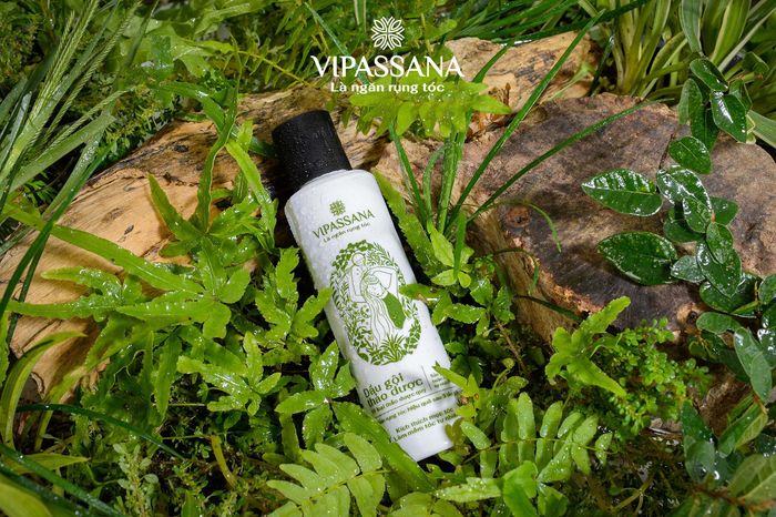 Với chất dầu mềm mịn, không bết dính, dầu gội thảo dược giúp giảm rụng tóc hiệu quả với các thành phần hoàn toàn tự nhiên