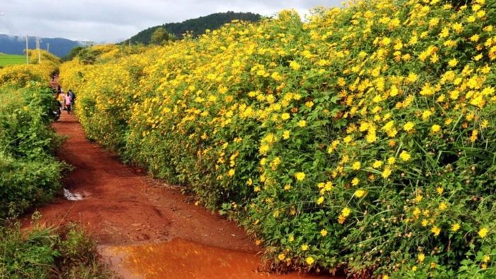 Dã quỳ trên những con đường đất đỏ. Ảnh: dalattrongtoi