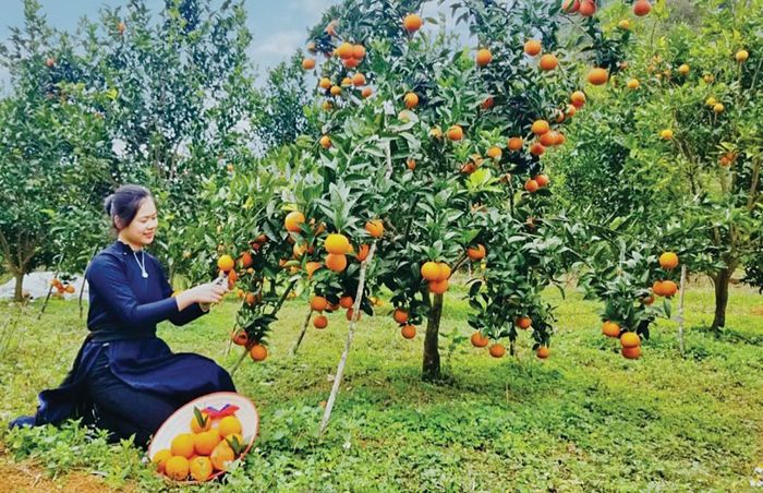 Từ năm 2021 đến nay, huyện Trùng Khánh trồng mới 81,49 ha cây cam, quýt, đạt 81,49% kế hoạch, sản lượng bình quân đạt khoảng 600 tấn/năm.