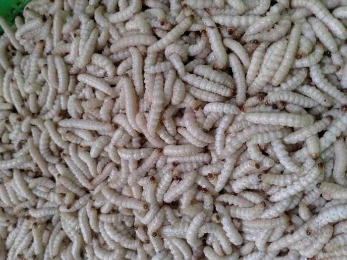 Vào mùa này sâu măng là món không thể thiếu trong bữa ăn của nhiều gia đình ở Kỳ Sơn.