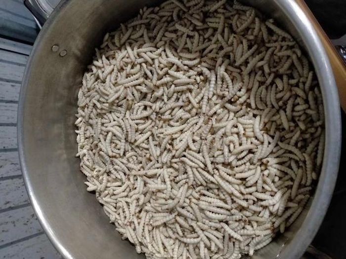 Sâu măng rửa rạch, chờ chế biến món ăn.