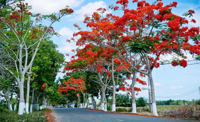 Phượng ơi, hãy xanh nhanh và mau nở thắm