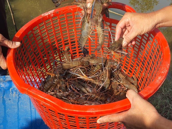 Hiện thương lái thu mua tôm càng xanh loại 30 con/kg với giá từ 80.000-90.000 đồng/kg.