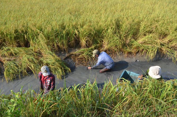 Hiện đang là chính vụ thu hoạch tôm càng xanh của người dân Bạc Liêu.