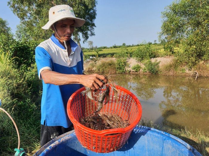 Gia đình anh Mai Thanh Tuấn ở ấp Phước Thạnh, xã Phước Long huyện Phước Long vừa thu hoạch 300 kg tôm càng trên diện tích gần 1,5 ha đất canh tác.