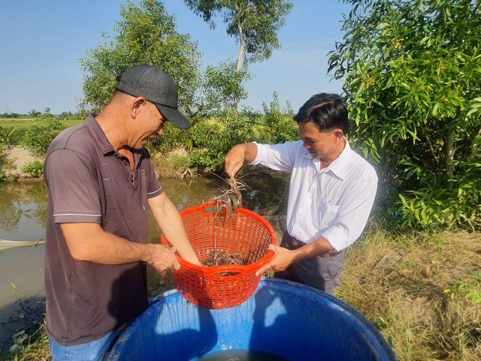 Sau khoảng 5 tháng nuôi người dân sẽ thu hoạch. Năng suất tôm đạt trung bình khoảng 200 kg/ha, những hộ trúng mùa có thể đạt năng suất gấp đôi.