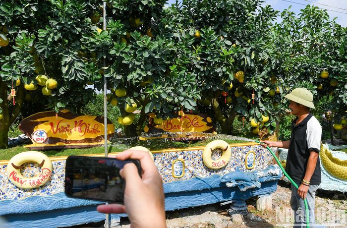 "Để tạo ra các tác phẩm này, ngay từ tháng 8/2023 tôi đã phải đi lựa chọn những cây bưởi có dáng thế đẹp. Sau đó tiến hành thiết kế chậu sao cho vừa vặn để khi hoàn thành những tác phẩm phải thật hoàn hảo tựa như những bức tranh đẹp mắt", anh Năng chia sẻ.