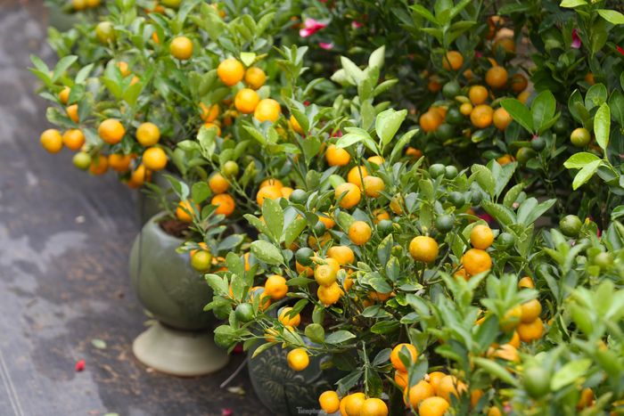 Giá cho mỗi chậu quất bonsai dao động từ 150.000 – 300.000 đồng. 