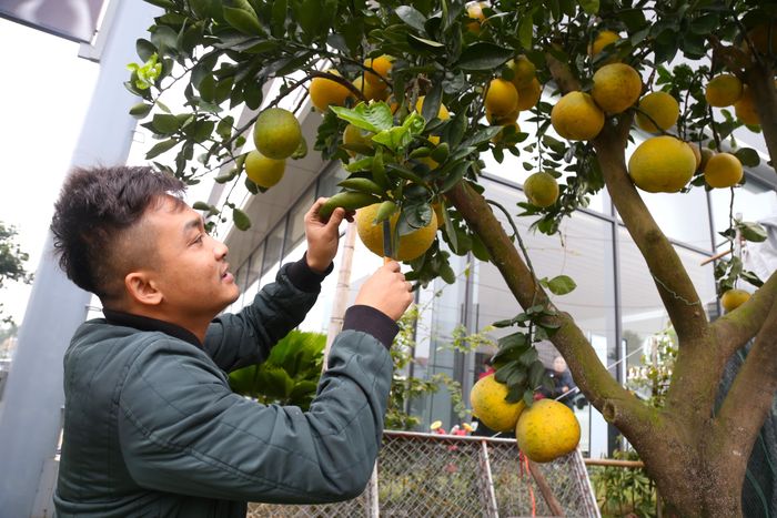 Anh Trần Đức Bảo - chủ một điểm bán cây cảnh trên đường Đại lộ Lê Nin, TP Vinh cho biết: “Bưởi Diễn là loại cây cảnh chuyên chơi Tết, màu vàng ươm, hương thơm thoang thoảng. Bình thường, khi ra trái chỉ đạt 30 - 50 quả, tuy nhiên để phục vụ nhu cầu chơi Tết, những cây bưởi được cấy ghép lên đến cả trăm quả. Tùy vào dáng, thế sẽ có giá từ chục triệu đến cả trăm triệu đồng. Khách ưu tiên chọn những cây bưởi có hoa, nhiều lộc và sai quả”. 