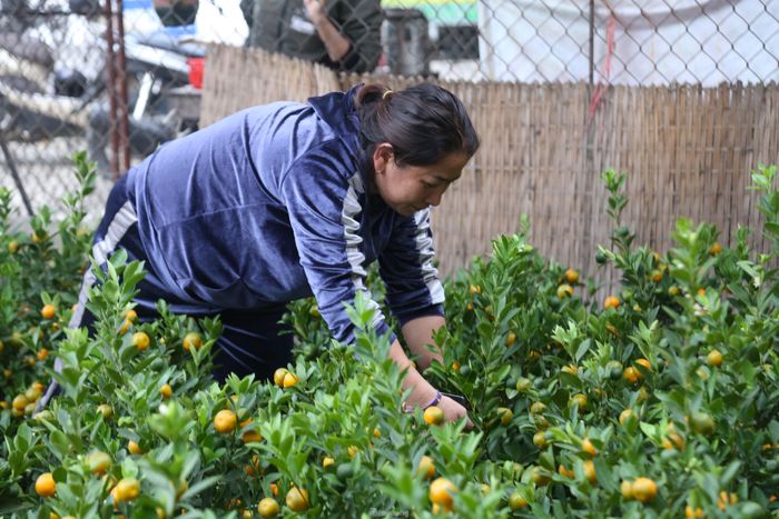 Chị Hoàng Thị Thanh Nga (SN 1979), chủ một gian hàng hoa Tết ở xã Nghi Ân, TP Vinh cho biết: “Từ Rằm tháng 11, chúng tôi đã nhập về khoảng 400 chậu quất bonsai. Đến nay đã bán được hơn 200 chậu. Ngoài quất, chúng tôi cũng nhập về nhiều loại hoa, cây cảnh khác như cúc mâm xôi, hoa thược dược,… phục vụ thị trường Tết”. 