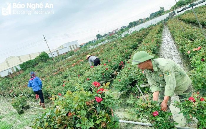  Người dân các làng nghề hoa, cây cảnh tất bật chuẩn bị hàng Tết. Ảnh: T.P 