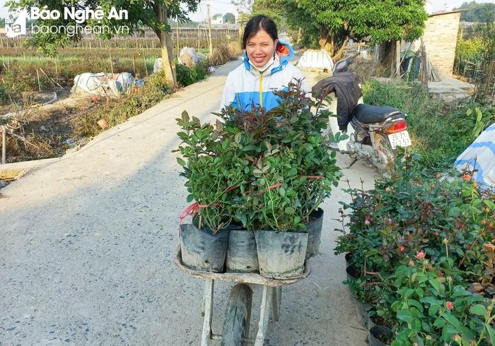  Ở các làng hoa Kim Chi, Kim Phúc, xã Nghi Ân (TP.Vinh), người dân tập trung cung ứng cho thị trường nội tỉnh. Ảnh: T.P 