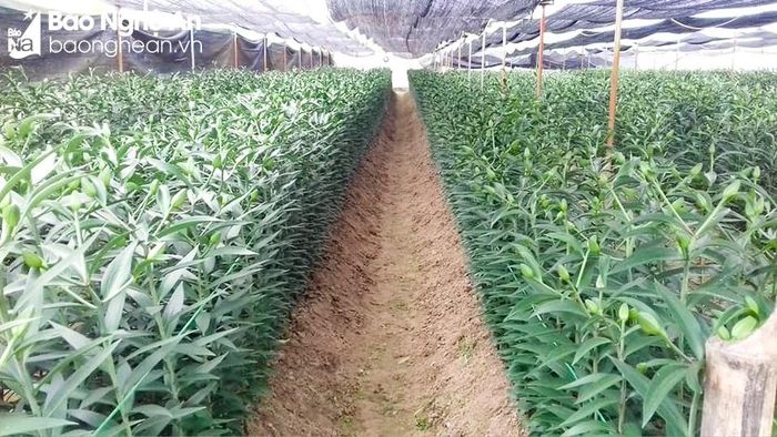  Những người trồng hoa ly ở xã Nghi Long canh thời tiết hàng ngày để có cách điều chỉnh việc chăm sóc phù hợp, đon hoa ra đúng Tết. Ảnh: T.P 