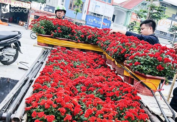  Các loại cúc chậu mang màu sắc sặc sỡ đã được nhiều người chọn mua để trang trí tiểu cảnh sân vườn. Ảnh: T.P 