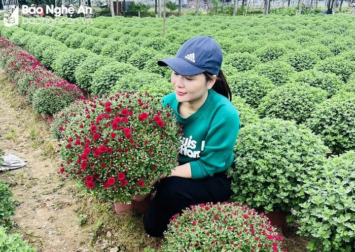  Để chọn những loại hoa ưng ý, phù hợp thị hiếu người tiêu dùng, nhiều chủ hàng hoa đã ra tận các vườn hoa phía Bắc để đặt mua. Ảnh: T.P 