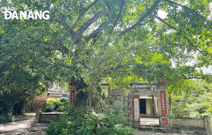 Đình làng Trung Sơn nằm dưới bìa rừng Trung Sơn xây dựng năm 1724 và được người dân trùng tu, sửa chữa năm 2009, đang có dấu hiệu xuống cấp. Ảnh: H.T.V