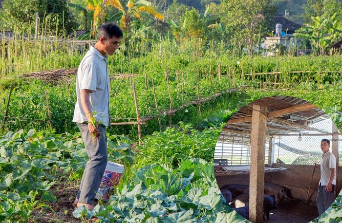 Tận dụng nguồn nước tích trữ, ông Lò Văn Tắn phát triển thêm chăn nuôi lợn, gà, trồng rau phục vụ gia đình và xuất bán.