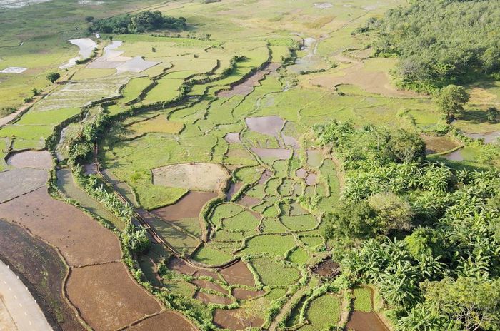 Cánh đồng rau liệt tại ruộng Trạng, thôn An Nha nhìn từ trên cao là nơi có nhiều du khách đến trải nghiệm -Ảnh: TÚ LINH