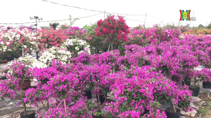 Vẻ đẹp rực rỡ với nhiều mầu sắc, đặc biệt cây hoa này có một sức sống vô cùng bền bỉ