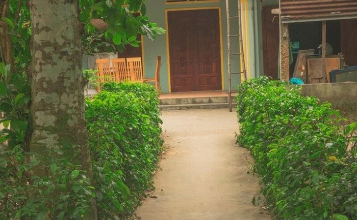 Cây dại cho lợn ăn 'hóa' đặc sản khiến dân thành phố thích mê - Báo Tri ...