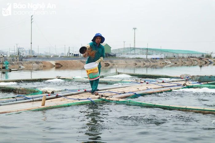  Nuôi cá mú trong ao lót bạt ở Quỳnh Lập (Thị xã Hoàng Mai). Ảnh: Thanh Phúc 