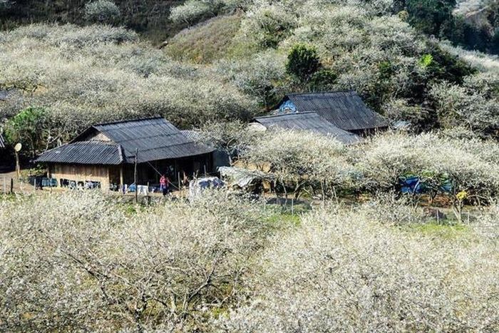 Thung Lũng Mận Nà Ka được ví như chốn thiên đường ngàn mây trên Cao Nguyên Mộc Châu. Nguồn ảnh: Internet