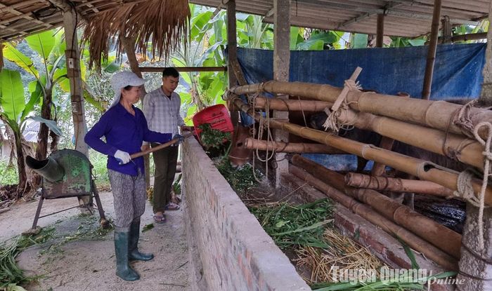 Đồng chí Quan Ngọc Tỏa, Bí thư chi bộ thôn Bản Tấng, xã Phúc Yên (Lâm Bình) sâu sát, hướng dẫn Nhân dân dự trữ thức ăn cho gia súc khi thời tiết rét đậm, rét hại.